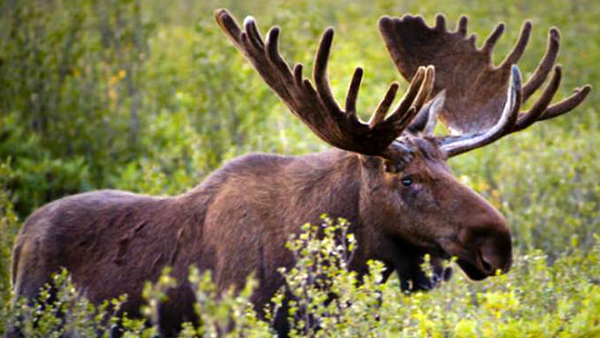 The Prepping Moose Kit 20lb W/Roaster